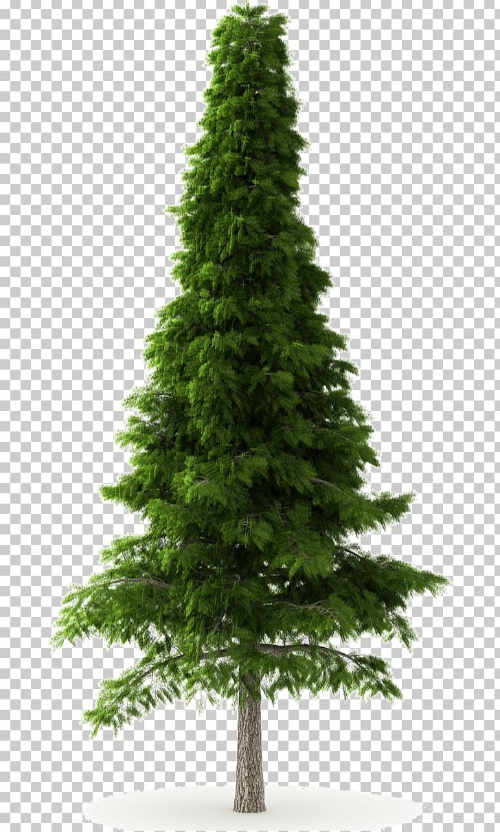 Deodar Cedar Himalayas Norway Spruce Tree Pine PNG, Clipart, Biome, Cedar, Christmas Decoration, Christmas Tree, Conifer Free PNG Download