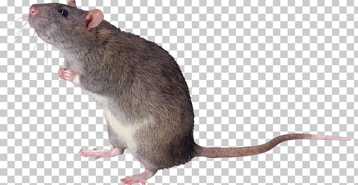 Mouse Cat Rodent Gerbil Fancy Rat PNG, Clipart, Alfredo Linguini, Cat, Dormouse, Fancy Rat, Fauna Free PNG Download