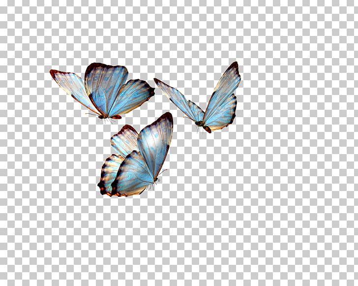 Swallowtail Butterfly Insect Greta Oto PNG, Clipart, Birdwing, Brush Footed Butterfly, Color, Desktop Wallpaper, Insects Free PNG Download