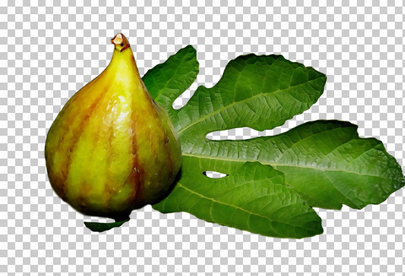 Common Fig Natural Foods Gourd Fig Trees PNG, Clipart, Common Fig, Fig Trees, Gourd, Natural Foods, Paint Free PNG Download