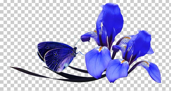 Flower Iris PNG, Clipart, Blue, Blue Flowers, Butterfly, Cobalt Blue, Color Free PNG Download