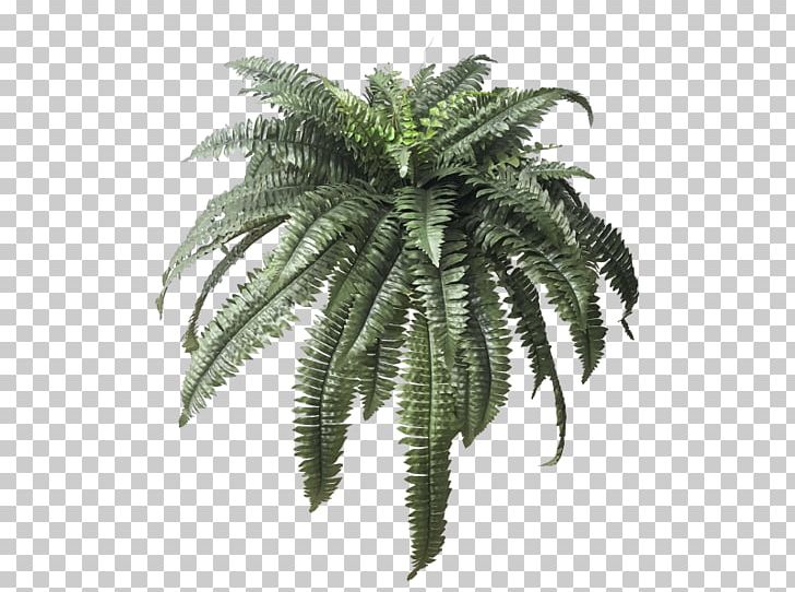 Maidenhair Fern Leaf Plant Arecaceae PNG, Clipart, Arecaceae, Arecales, Boston, Boston Fern, Color Free PNG Download