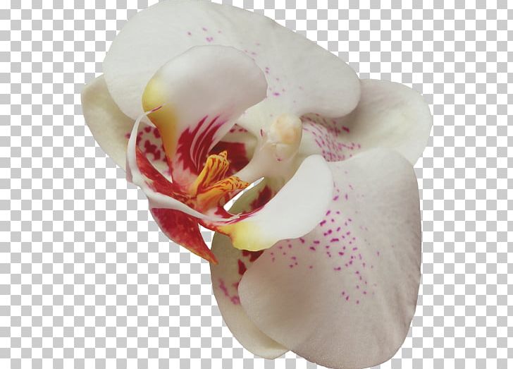 Moth Orchids Rainbow Six Siege Operation Blood Orchid Plant Flower PNG, Clipart, Cut Flowers, Digital Image, Flower, Flowering Plant, Food Drinks Free PNG Download