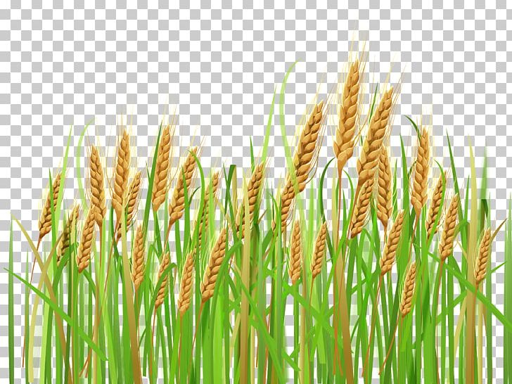 Wheat Cereal Ear Barley PNG, Clipart, Barley, Cereal, Cereal Germ, Clipart, Clip Art Free PNG Download