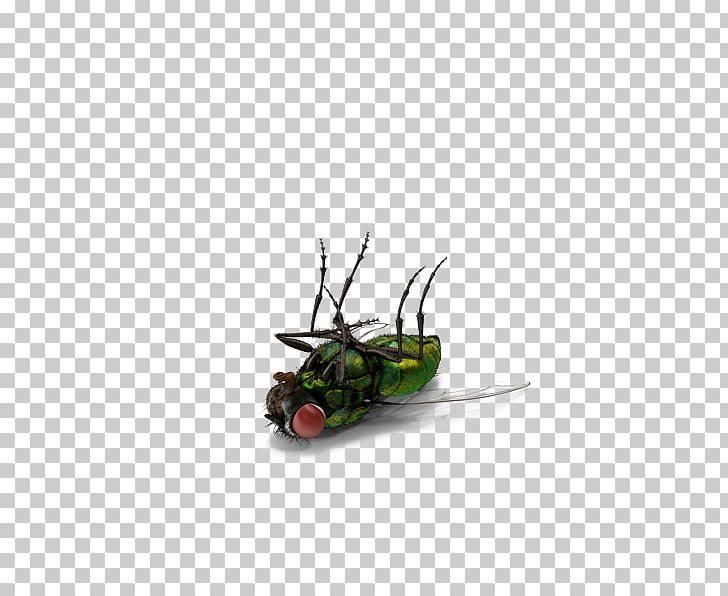 Insect Fly PNG, Clipart, Adobe Illustrator, Animals, Background Green, Dead, Download Free PNG Download