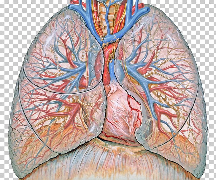 Lung Respiratory System Respiratory Disease Therapy Chronic Obstructive Pulmonary Disease PNG, Clipart, Blood Vessel, British Thoracic Society, Cancer, Cardiovascular Disease, Cough Free PNG Download