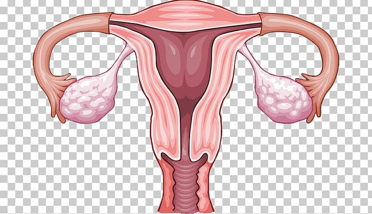 Ovary Uterus Reproductive System Menstruation PNG, Clipart, Abdomen, Arm, Female Reproductive System, Fertilisation, Finger Free PNG Download