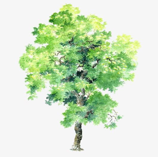 Hand-painted Trees Trees PNG, Clipart, Cartoon, Cartoon Pictures Trees, Element, Green, Green Tree Pictures Free PNG Download
