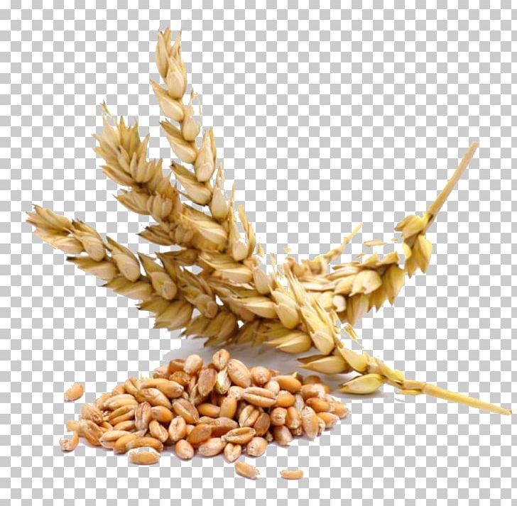 Wheat Berry Cereal Seed Whole Grain PNG, Clipart, Avena, Barley, Bread, Cereal, Cereal Germ Free PNG Download