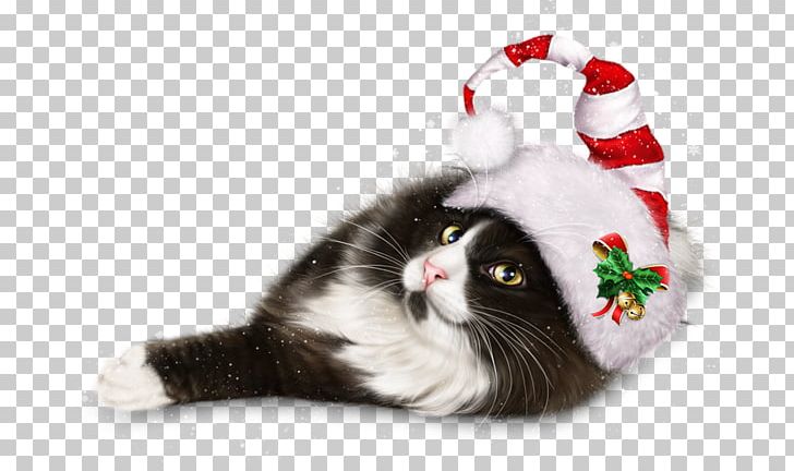 Cat Whiskers Kitten Christmas Ornament Christmas Day PNG, Clipart, Cat, Cat Like Mammal, Christmas, Christmas Day, Christmas Decoration Free PNG Download