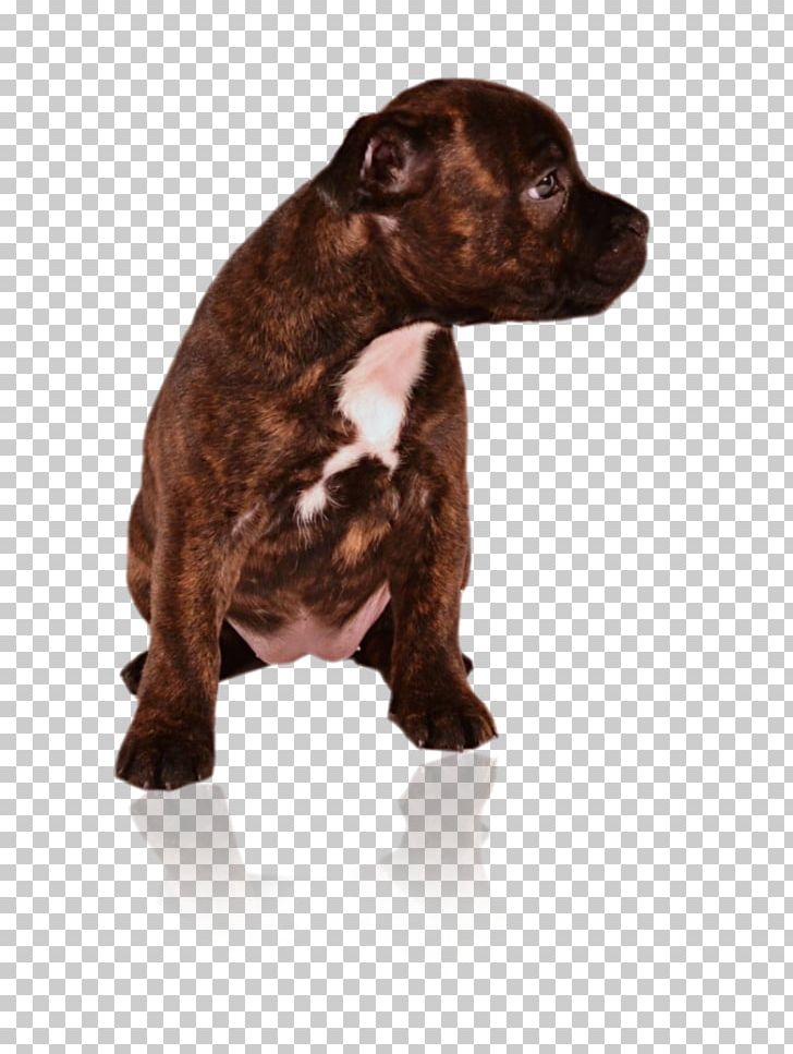 Dog Breed American Pit Bull Terrier Staffordshire Bull Terrier Puppy PNG, Clipart, American Pit Bull Terrier, Animals, Breed, Bull, Bull Terrier Free PNG Download