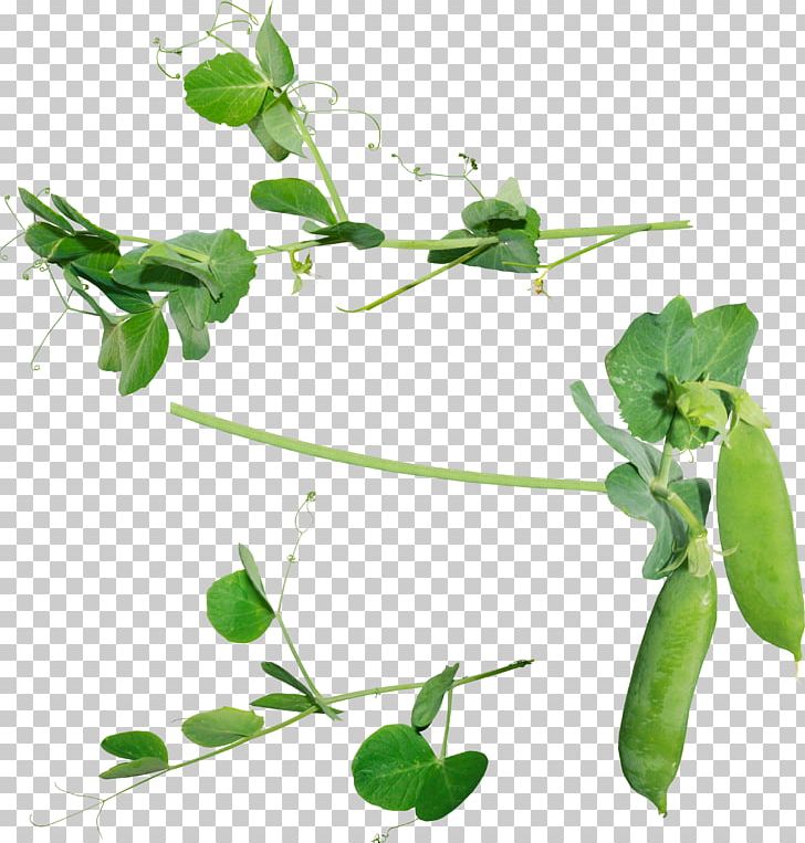 Pea Icon PNG, Clipart, Branch, Common Bean, Computer Icons, Flora, Free Free PNG Download