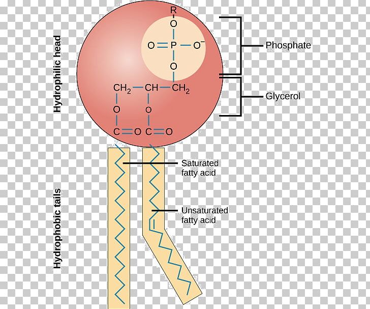 Phospholipid Cell Membrane Lipid Bilayer Biological Membrane PNG, Clipart, Amphiphile, Angle, Area, Bilayer, Biochemistry Free PNG Download
