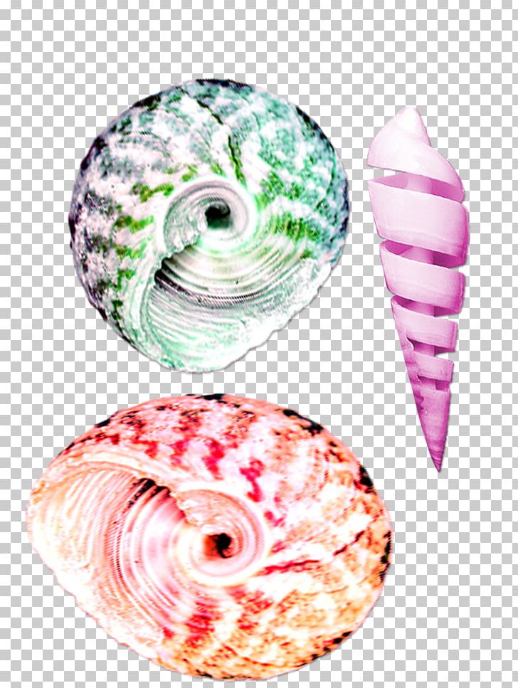 Seashell Color Conch PNG, Clipart, Beautiful, Beauty, Beauty Salon, Circle, Closeup Free PNG Download