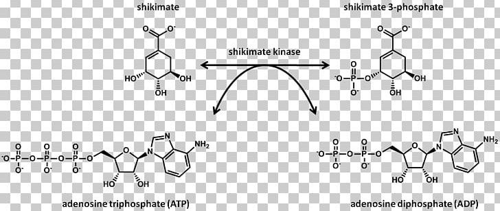 Shikimic Acid Shikimate Kinase Shikimate Pathway Protein Kinase PNG, Clipart, Angle, Area, Aromatic Amino Acid, Auto Part, Chemical Reaction Free PNG Download