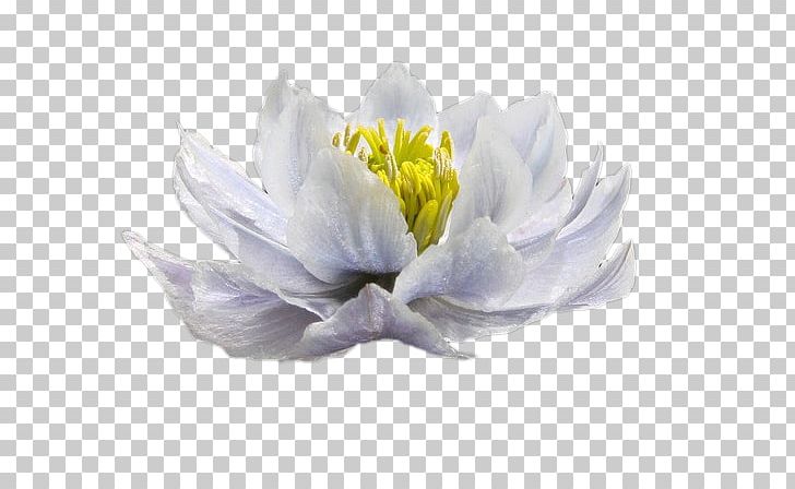 White Blue Color Woman PNG, Clipart, Black White, Blue, Clips, Color, Cut Flowers Free PNG Download