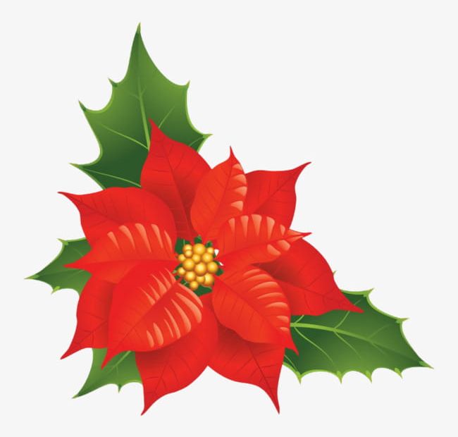 poinsettia flower clipart image