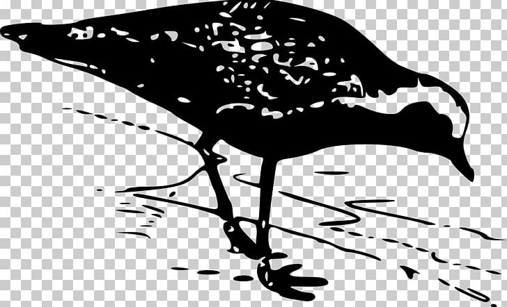 European Golden Plover American Golden Plover PNG, Clipart, American Golden Plover, Art, Beak, Bird, Black And White Free PNG Download