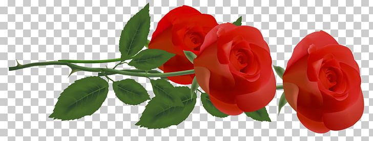 Rose Flower PNG, Clipart, Blue Rose, Border, Bud, Clip Art, Cut Flowers Free PNG Download
