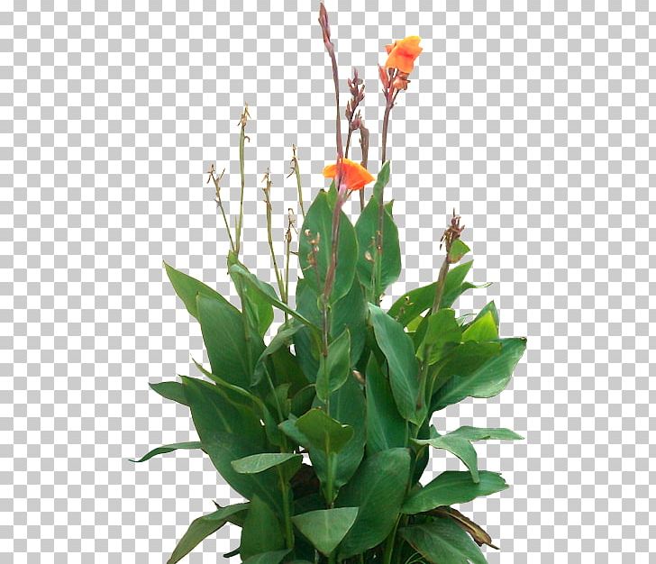 Edible Canna Tree Rendering PNG, Clipart, Aquatic Plants, Canna, Canna Family, Canna Lily, Edible Free PNG Download