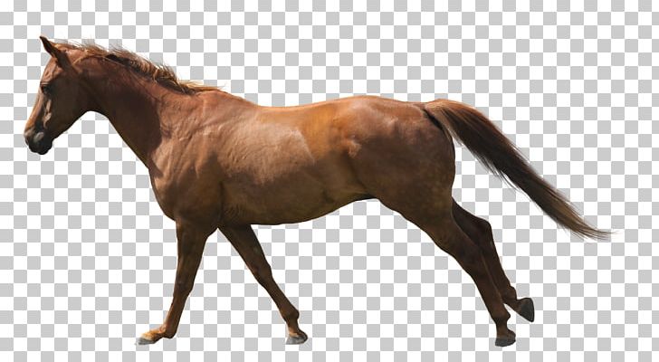 Mustang Thoroughbred Andalusian Horse Stallion Arabian Horse PNG, Clipart, Andalusian Horse, Animal Figure, Arabian Horse, Avatan, Avatan Plus Free PNG Download