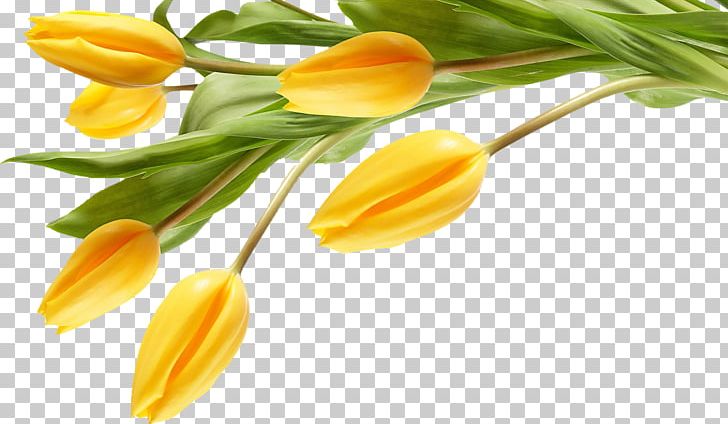 Tulip Artificial Flower Desktop Yellow PNG, Clipart, 1080p, Artificial Flower, Arumlily, Bud, Cut Flowers Free PNG Download