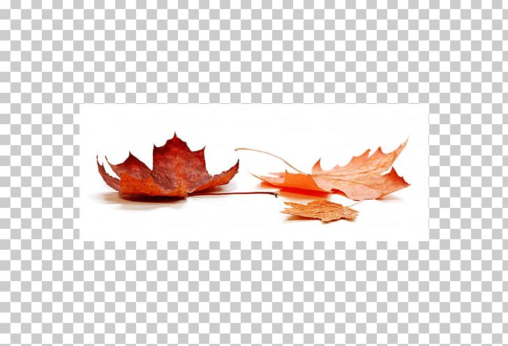 Autumn Stock.xchng Stock Photography Shutterstock PNG, Clipart, Autumn, Dentistry, Health, Industry, Leaf Free PNG Download