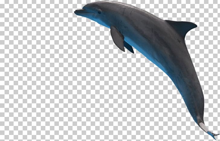 Common Bottlenose Dolphin Short-beaked Common Dolphin Portable Network Graphics Rough-toothed Dolphin Wholphin PNG, Clipart, Animals, Cetacea, Com, Fauna, Mammal Free PNG Download
