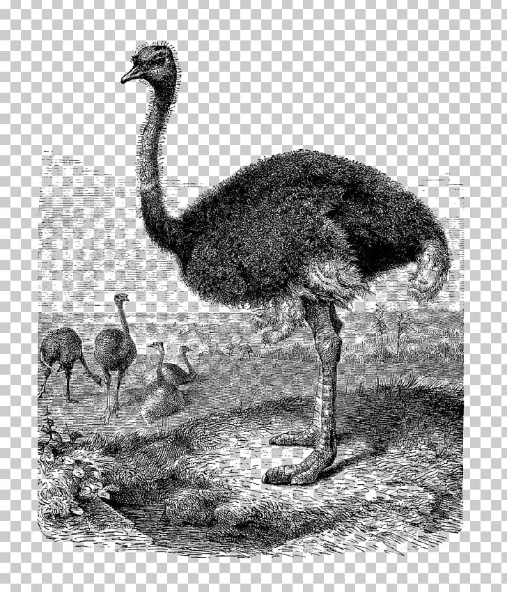 Common Ostrich Greater Rhea Ratite PNG, Clipart, Animals, Beak, Bird, Black And White, Common Ostrich Free PNG Download