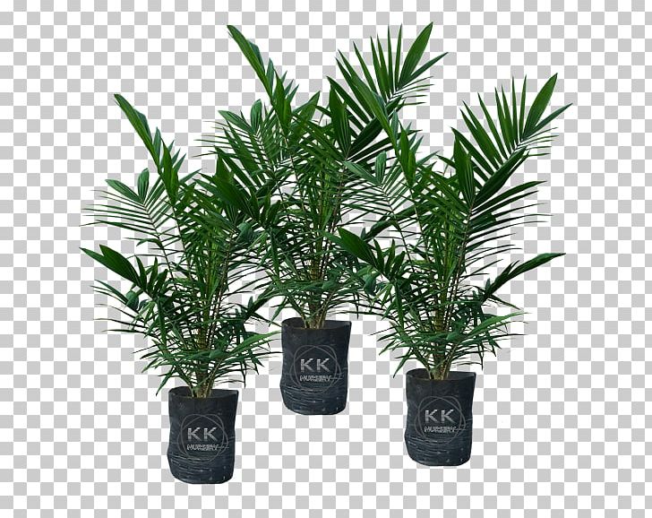 Date Palm Flowerpot Houseplant Evergreen Shrub PNG, Clipart, Arecaceae, Arecales, Date Palm, Evergreen, Flowerpot Free PNG Download