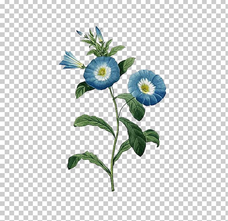 Botanical Illustration Flower Botany Printmaking Blue PNG, Clipart, Blue, Blue Abstract, Blue Background, Blue Border, Botany Free PNG Download