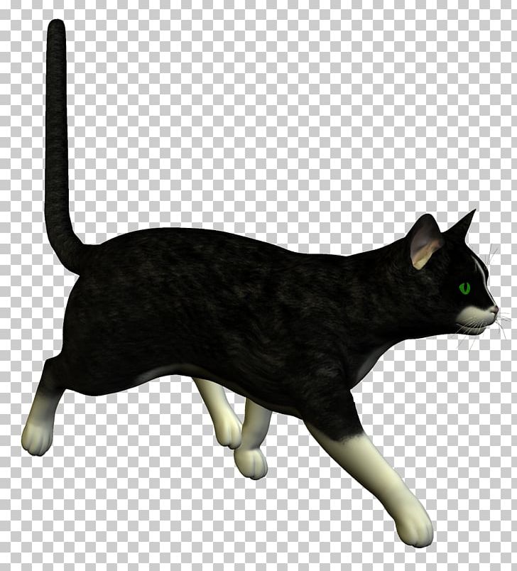 Feral Cat Kitten Le Chat Noir Black Cat PNG, Clipart, Animal, Animals, Asian, Background Black, Black Free PNG Download