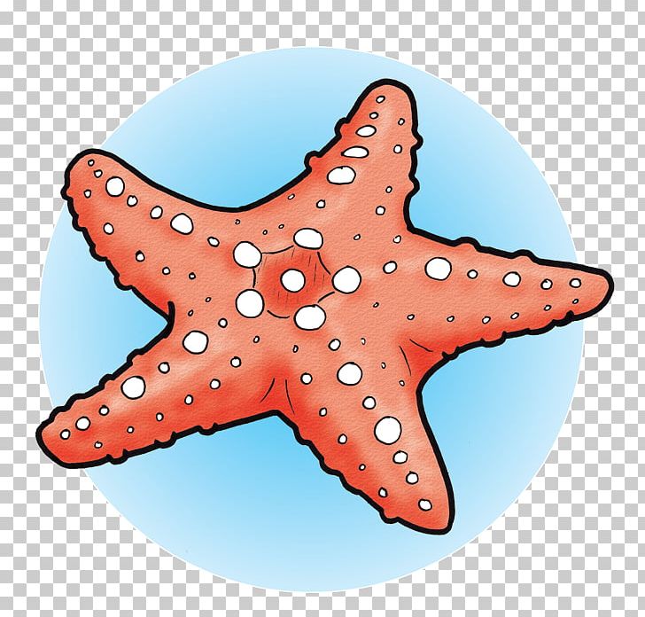 Marine Invertebrates Starfish Echinoderm Marine Biology PNG, Clipart, Animal, Animals, Biology, Echinoderm, Fish Free PNG Download