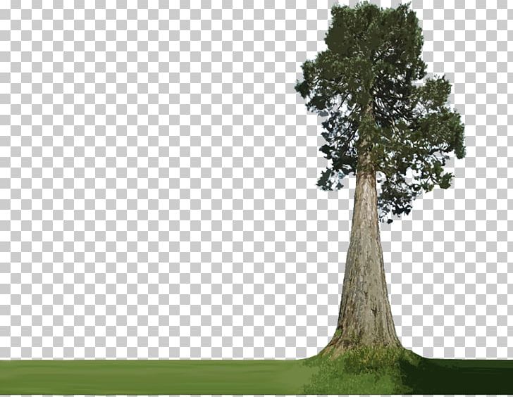 Tree Trunk Hardwood Softwood PNG, Clipart, Branch, Conifers, Forest, Grass, Hardwood Free PNG Download