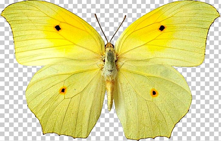 Clouded Yellows Butterfly Moth Gossamer-winged Butterflies Pieridae PNG, Clipart, Animal, Arthropod, Brush Footed Butterfly, Butterflies And Moths, Cloude Free PNG Download