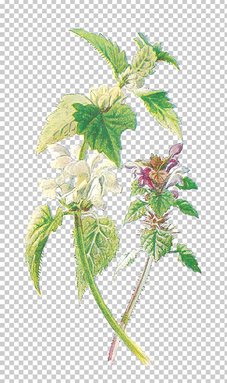 Common Nettle Purple Deadnettle White Nettle Familiar Wild Flowers Botany PNG, Clipart, Botan, Botanical Illustration, Botany, Branch, Common Nettle Free PNG Download
