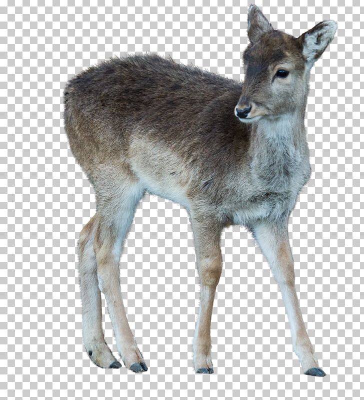 Musk Deer White-tailed Deer Reindeer Wildlife PNG, Clipart, Animal, Animals, Antelope, Antler, Deer Free PNG Download