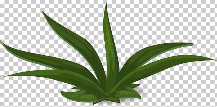 Plant Green Aloe Vera PNG, Clipart, 123rf, Agave, Aloe Vera, Flower, Flowering Plant Free PNG Download