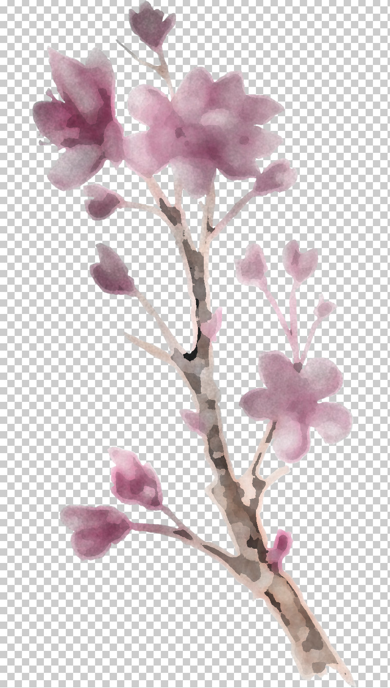 Cherry Blossom PNG, Clipart, Blossom, Branch, Cherry Blossom, Flower, Lilac Free PNG Download
