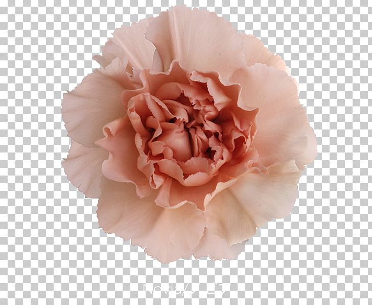 Cabbage Rose Carnation Cut Flowers Pink Petal PNG, Clipart, Advanced Info Service, Boyfriend, Burgundy, Cabbage Rose, Carnation Free PNG Download
