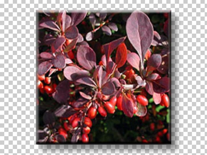 Maule's Quince Wintergreen Barberry Shrub Evergreen PNG, Clipart,  Free PNG Download