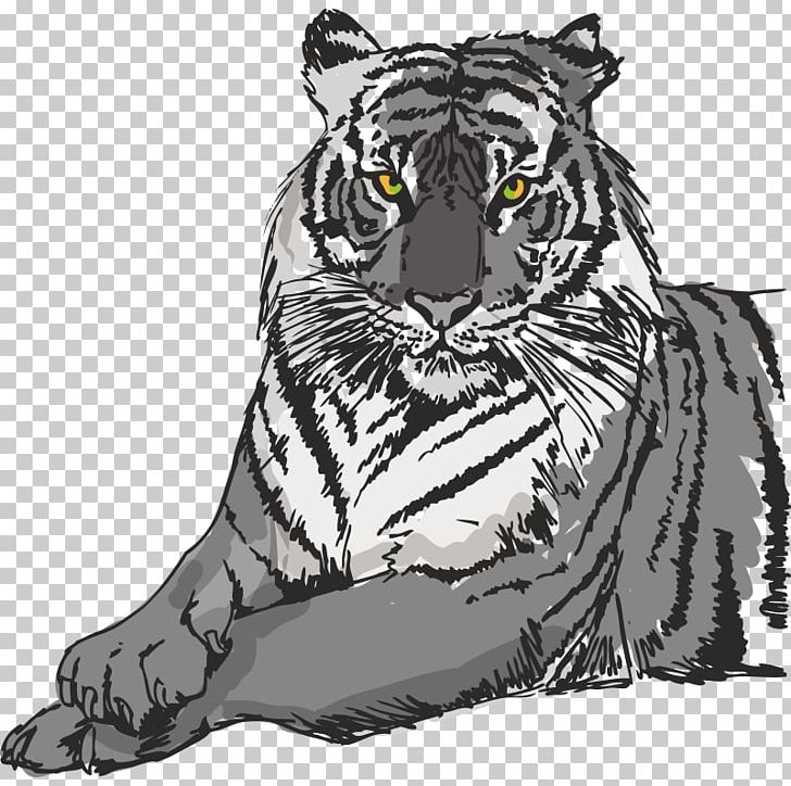 White Tiger Sumatran Tiger PNG, Clipart, Big Cats, Carnivoran, Cat Like Mammal, Fauna, Head Free PNG Download