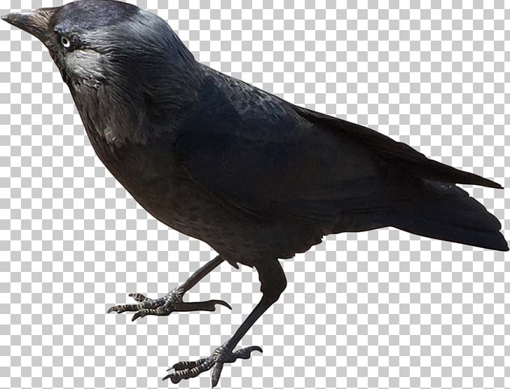 American Crow Rook New Caledonian Crow Western Jackdaw Eurasian Magpie PNG