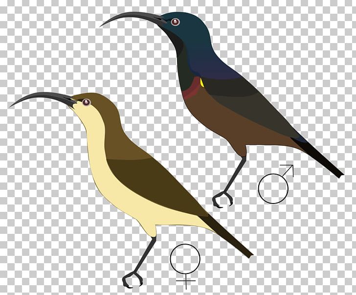 Beak PNG, Clipart, Beak, Bird, Fauna, Nectar, Others Free PNG Download