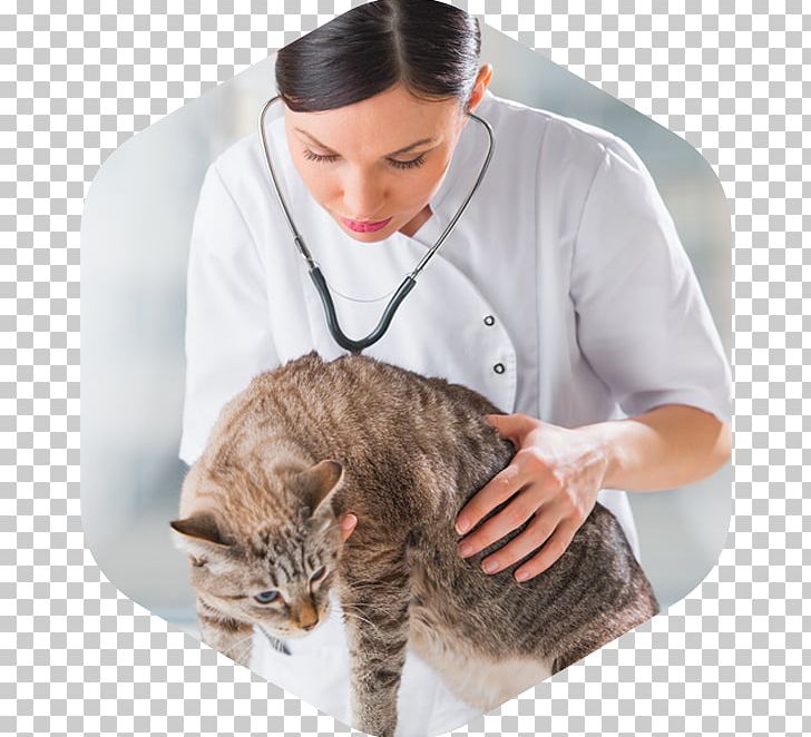 Landing Page Domestic Short-haired Cat Clinic Medicine PNG, Clipart, Animals, Cat, Cat Like Mammal, Clinic, Diarrhea Free PNG Download