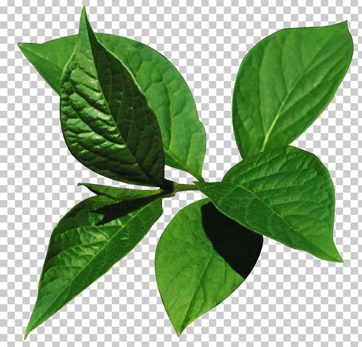 Leaf Portable Document Format PNG, Clipart, Flower, Green, Herb, Leaf, Nature Free PNG Download