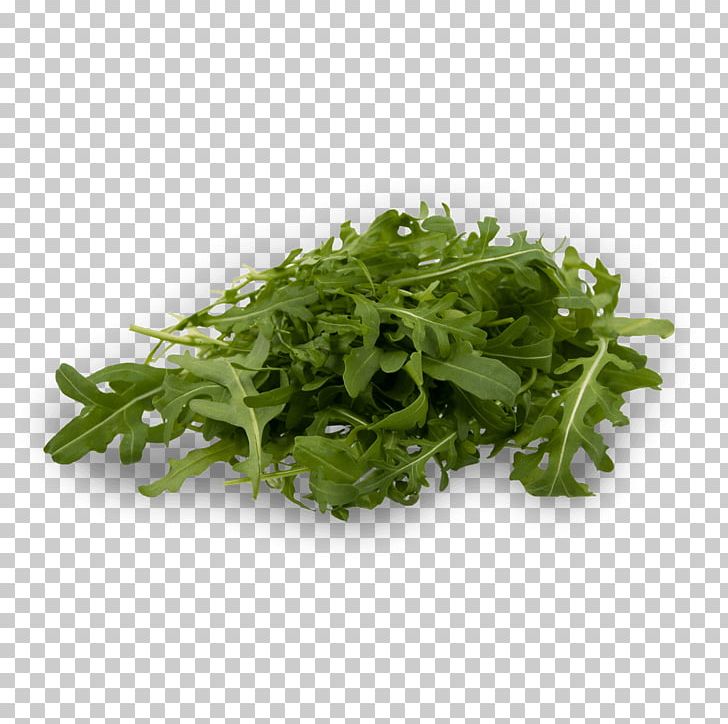 Lettuce Arugula Salad Vegetable Endive PNG, Clipart, Arugula, Coriander, Endive, Herb, Leaf Vegetable Free PNG Download