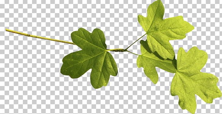 Branch Leaf Euclidean PNG, Clipart, Abstract, Adobe Illustrator, Bouquet Of Flowers, Encapsulated Postscript, Flower Free PNG Download