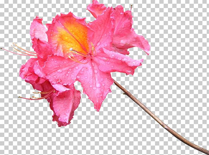 Flower Photography Pink Color PNG, Clipart, Blue, Cherry Blossom, Color, Cut Flowers, Download Free PNG Download