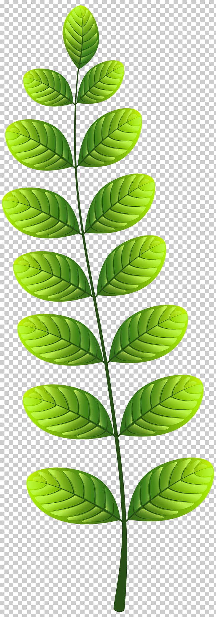 Leaf PNG, Clipart, Document, Encapsulated Postscript, Flora, Grass, Green Free PNG Download